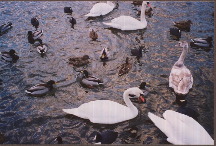 Swans on Moldau
